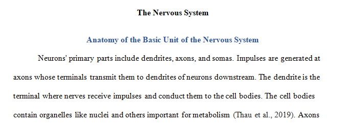 anatomy of the basic unit of the nervous system